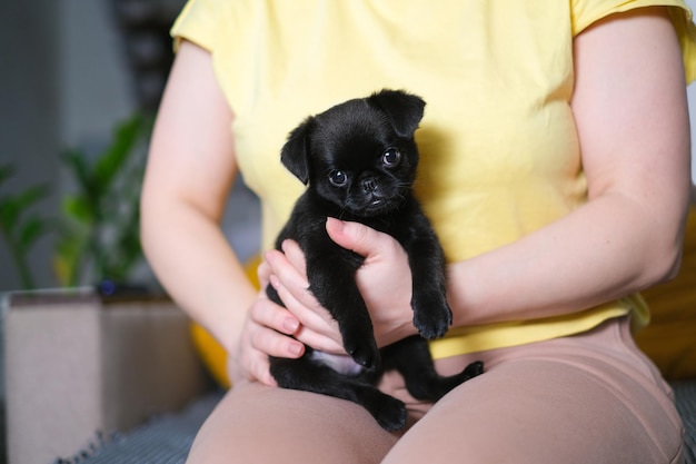 黒い子犬犬のパグ、女性の手にグリフォン。ホーム インテリアの背景。