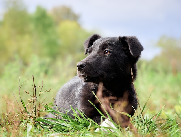 Black puppy on the grass in park.