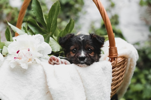 Черный портрет щенка с сырцами сидит в корзине на фоне белой стены. Счастливый подарок собаки настоящий с букетом цветов белых пионов снаружи летом.