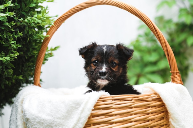 Black puppy sits in basket on background of green nature. Happy dog pooch, not purebred on white blanket outside in summer.