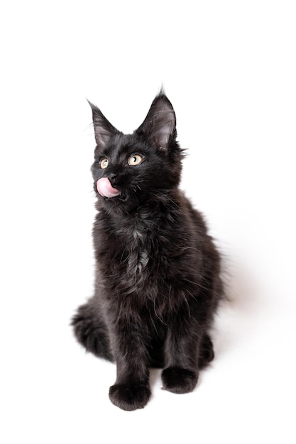 A black purebred Maine Coon kitten Playful kitten shows tongue White isolated background