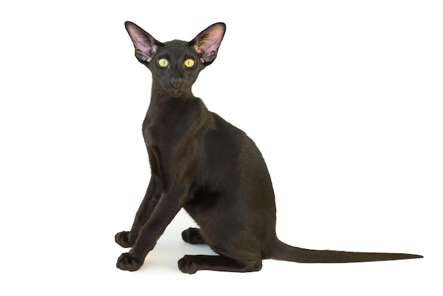 Black purebred oriental cat