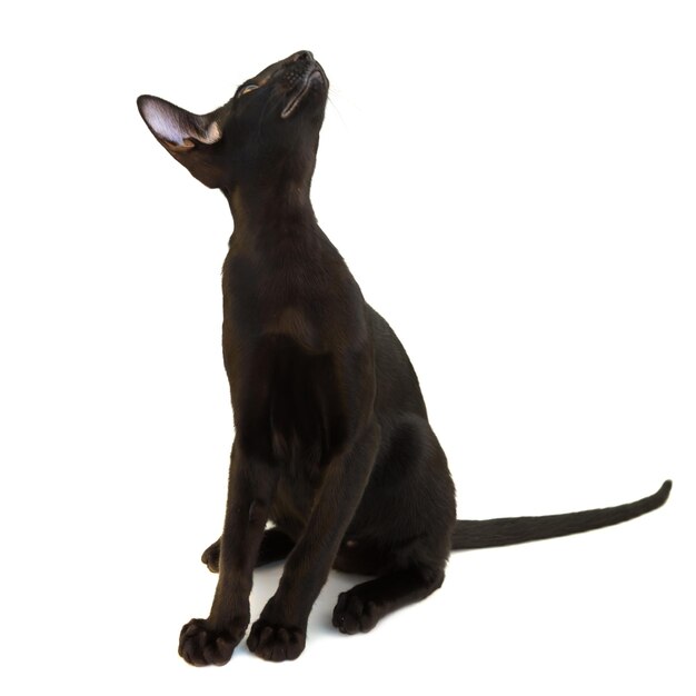 Black purebred oriental cat