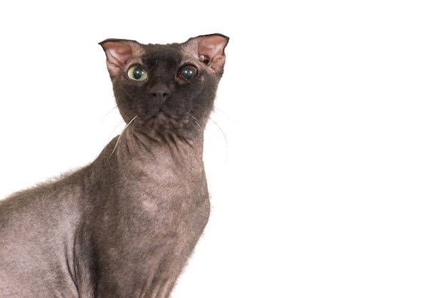 Black purebred sphinx cat isolated on white background. Ukrainian levkoy breed