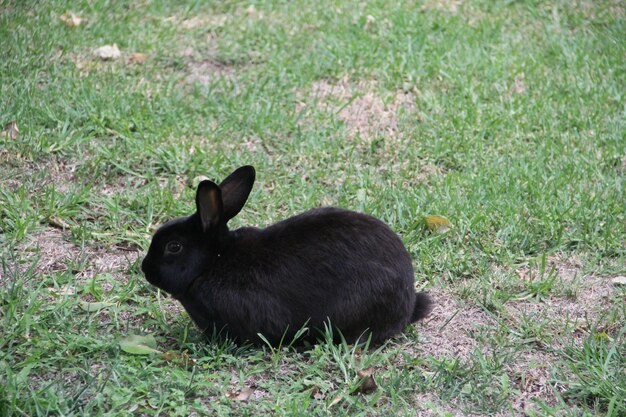 Foto coniglio nero in un campo