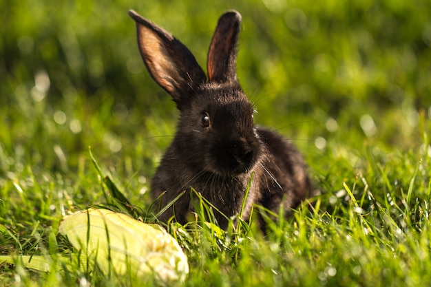 Black rabbit in the grass at sunset