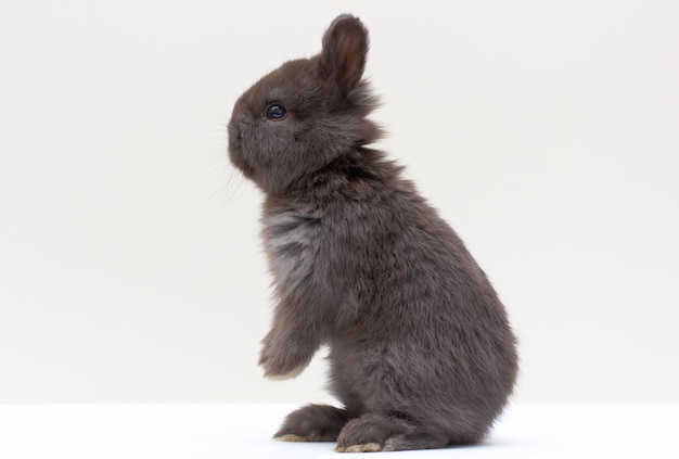 A black rabbit on a light background