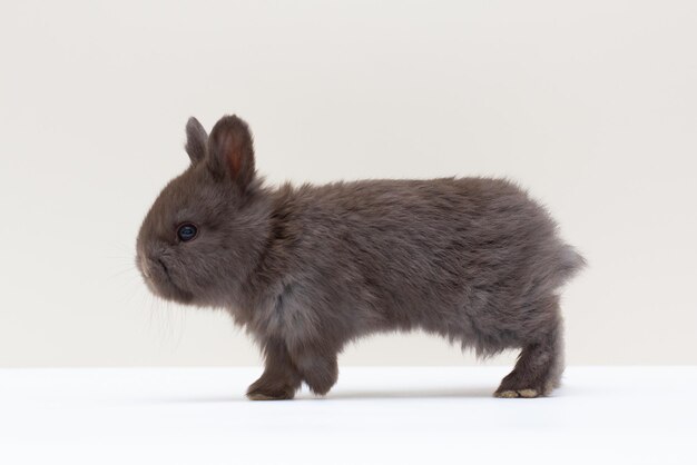 A black rabbit on a light background