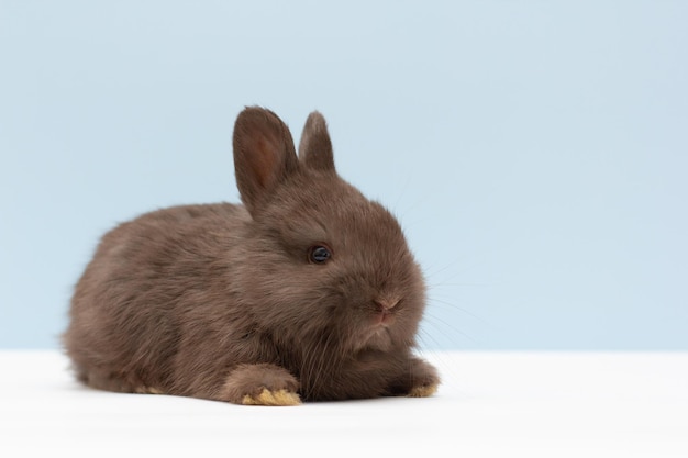 A black rabbit on a light blue background