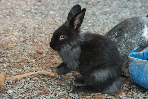 動物の背景の黒いウサギの肖像画。