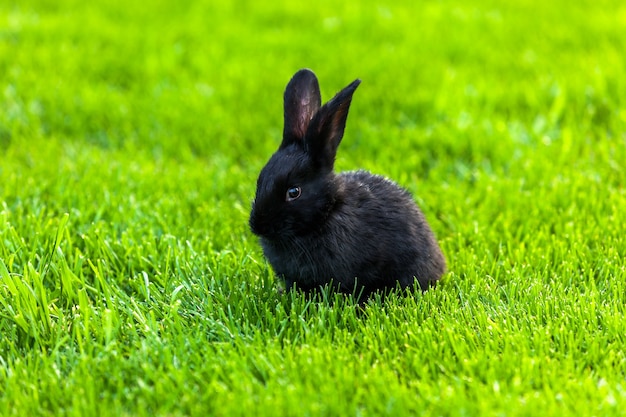 Black rabbits. little black cute rabbits sitting together on the green grass close up.Rabbit on the lawn Rabbit on the green grass, a frightened rabbit, rabbit and child.