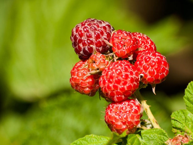 Black raspberry growing in the graden.