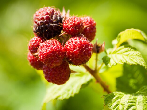 Photo black raspberry growing in the graden.