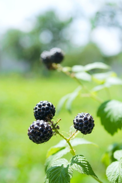 black raspberry with a lot of berries on the bush