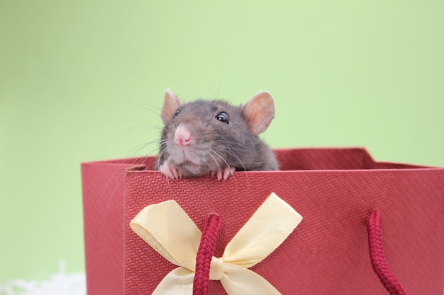 A black rat peeks out of a gift bag. The concept of the year of rat