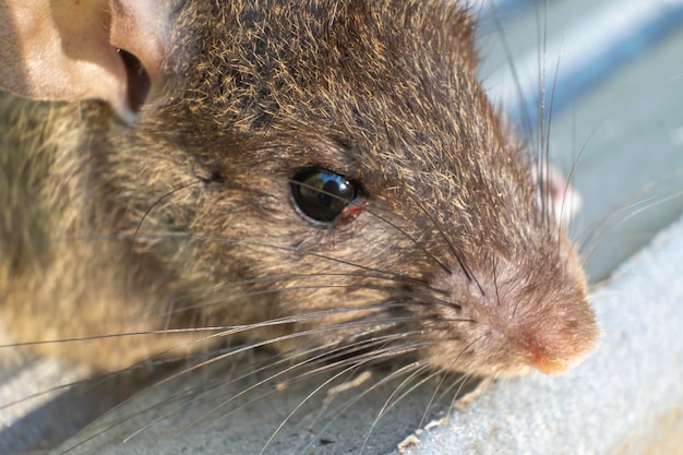 Черная крыса или rattus rattus, также известная как корабельная крыса, крыса на крыше или домашняя крыса.