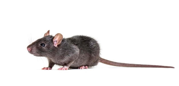 Black rat Rattus rattus in front of white background