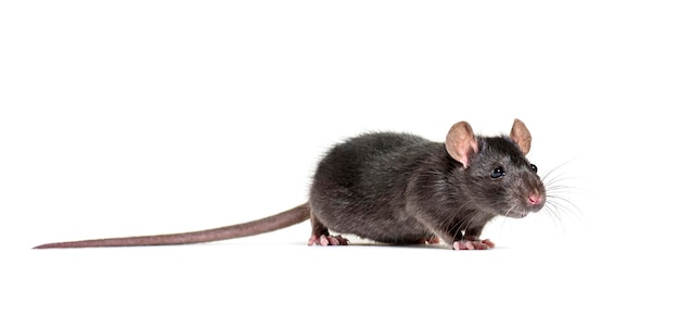 Photo black rat rattus rattus in front of white background