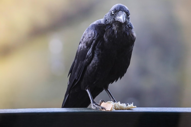 ブラックレイヴンのクローズアップスレドボのオーストラリアの野生動物の足でパンを持って手すりに座っている