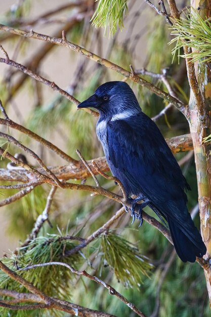 針葉樹の上に黒いカラスが座っている神秘的な鳥のクローズアップ