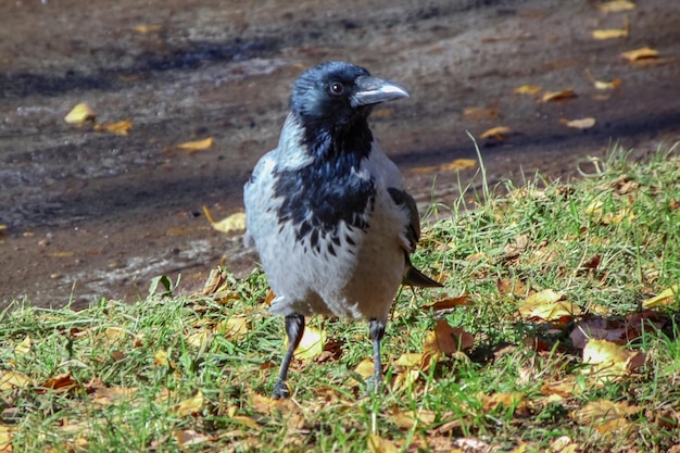 写真 黒いカラスは草と紅葉に座っています