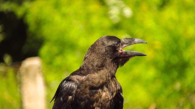 Photo black raven with open mouth in nature closeup