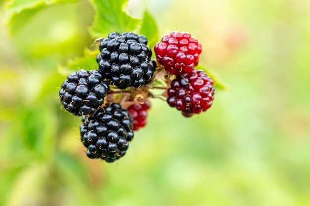 Black and red berries of blackberry in the garden on a blurred background during ripening