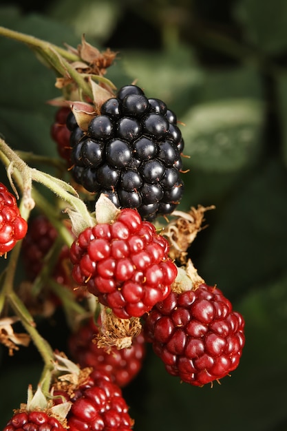 Black and red blackberries on a branch of a shrub.