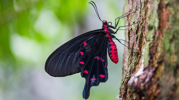 A black and red butterfly sits on a tree