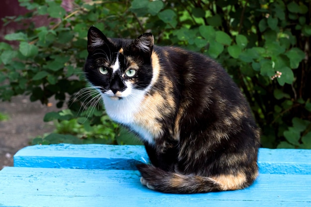 Foto gatto rosso nero seduto su una panchina blu