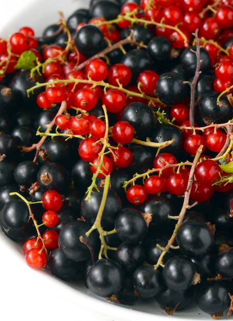 Black and red currant berries