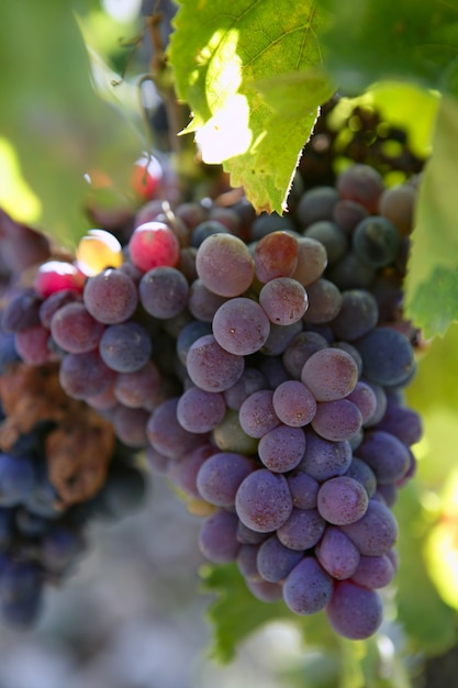 Black red grape for wine production 