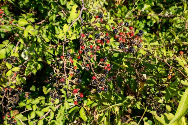 Black and red mulberries on the branch of tree.Fresh mulberry.