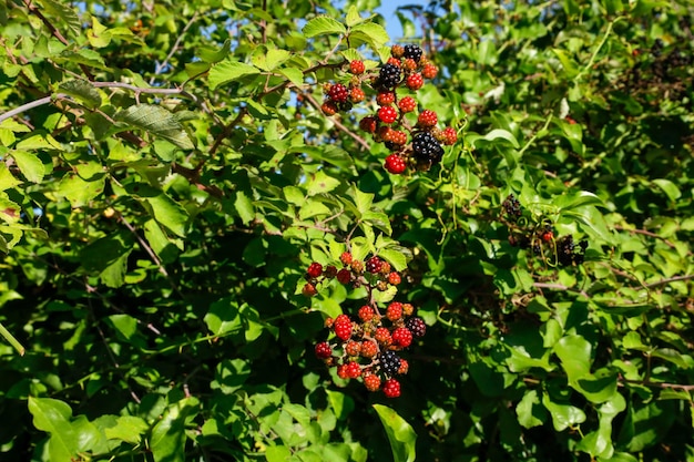 Photo black and red mulberries on the branch of tree.fresh mulberry.