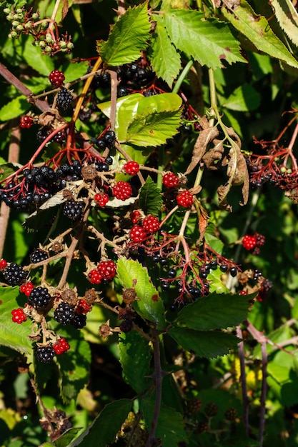 Black and red mulberries on the branch of tree.Fresh mulberry.