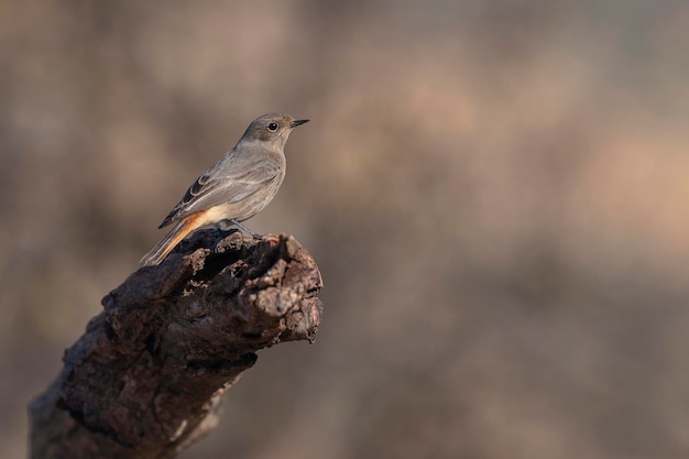 Черный красный самка Phoenicurus ochruros Малага Испания