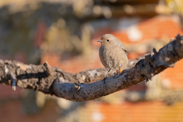 블랙 스터트 암 Phoenicurus ochruros 말라가 스페인