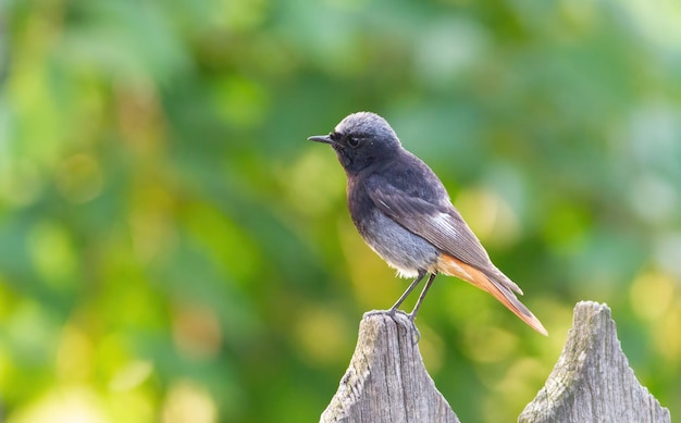 黒 redstart Phoenicurus ochruros 成虫のオスの鳥が庭のフェンスに座っています。