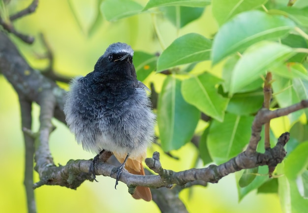 Черная горихвостка Phoenicurus ochruros Птица сидит на ветке