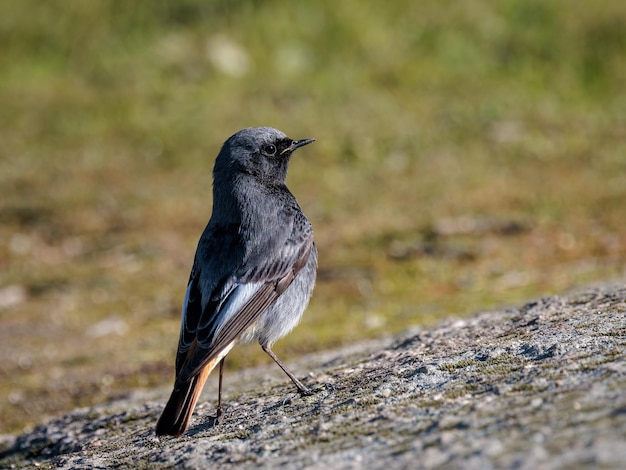 블랙 레드 스타트 (Phoenicurus ochruros). 남성.