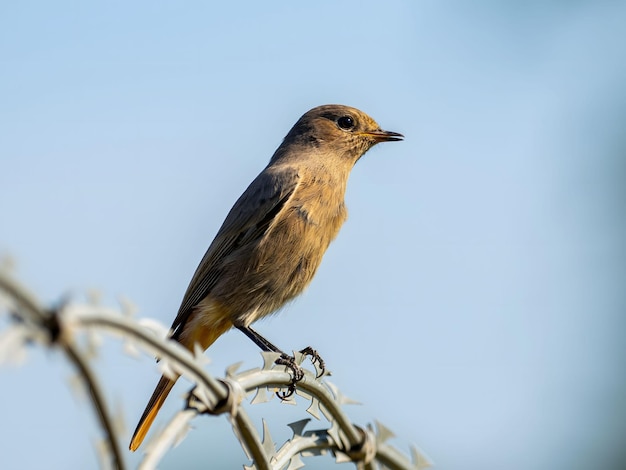 Black redstart sitting on a metal chain against a bright sky backgroundWildlife photo