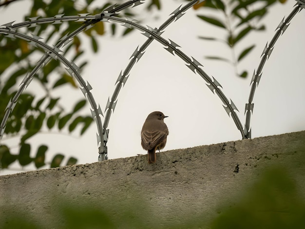 Black redstart surrounded by a razor chain