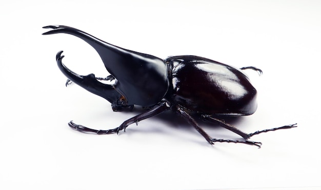 Black rhino beetle isolated on white. Xylotrupes gideon macro close up, dynastes, collection insects