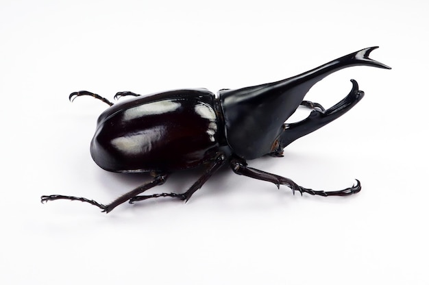 Black rhino beetle isolated on white. Xylotrupes gideon macro close up, dynastes, dynastidae,