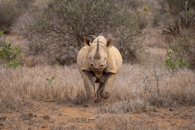 Photo black rhino charges over grass towards camera