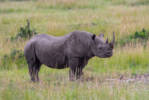 Foto rinoceronte nero nel masai mara national park