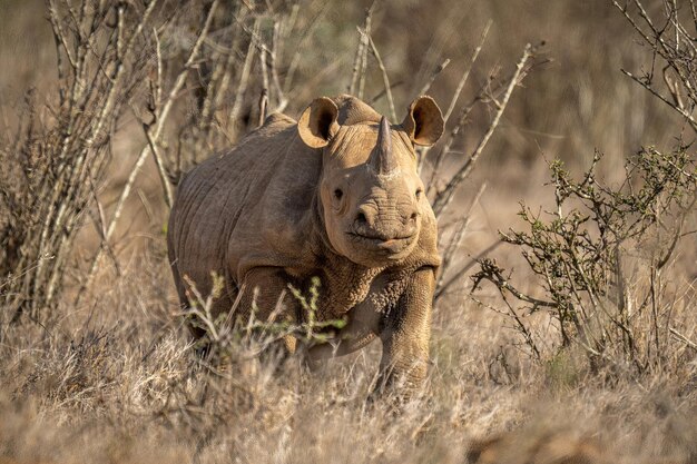Черный носорог стоит в кустах и смотрит на камеру.