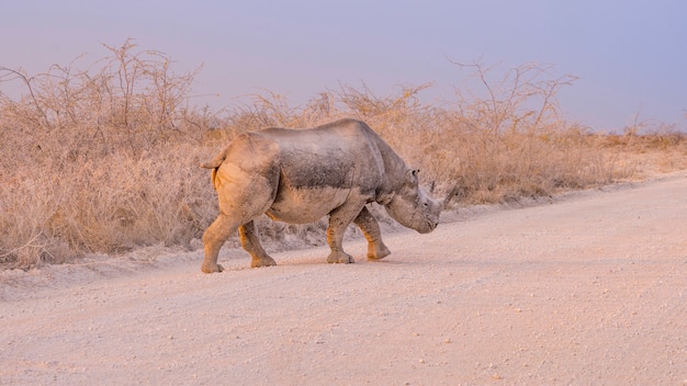 Черный носорог идя на заход солнца в национальном парке Etosha в Намибии, Африке.