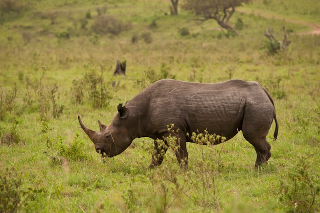 Black Rhinoceros