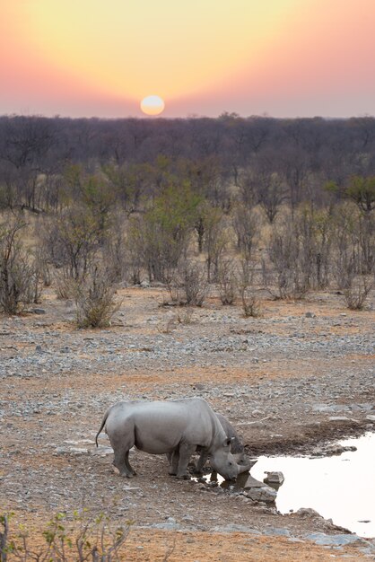 Черные носороги выпивая от waterhole на заходе солнца.